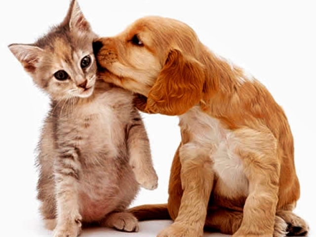 Você é mais gato ou cachorro?