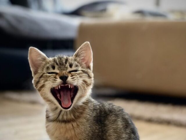 Miauu