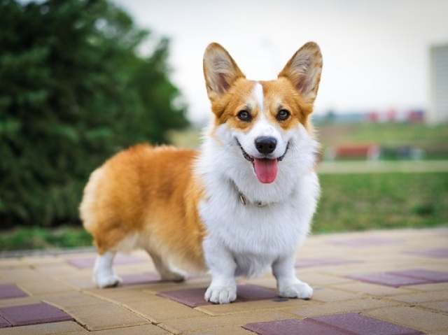 Corgi.