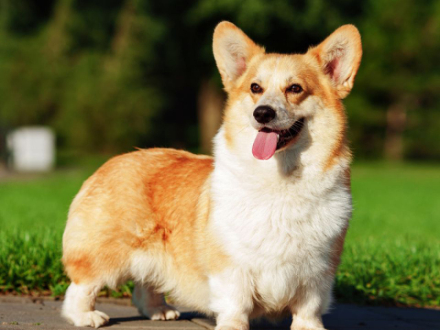 corgi😍😍😍