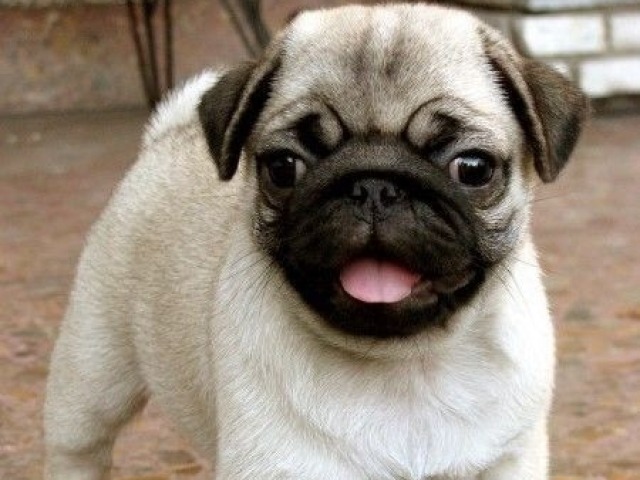 PUG!!