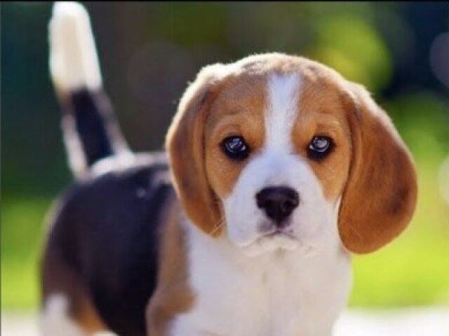 beagle