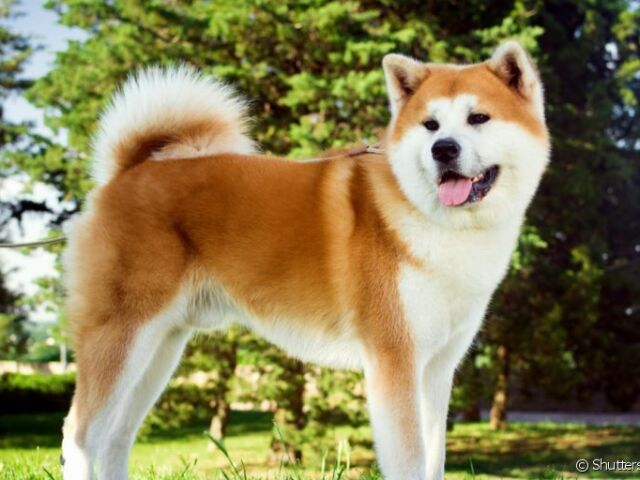 akita 😍😘🥰🤗💖