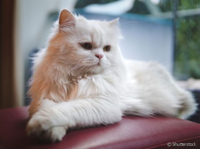 Gato