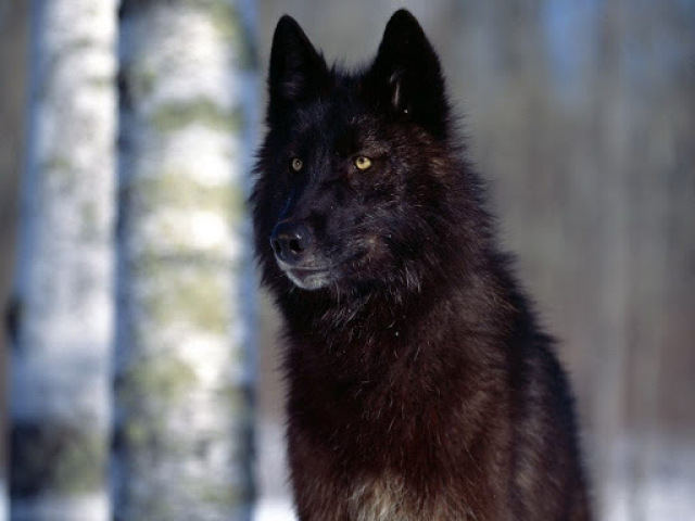 Lobo
