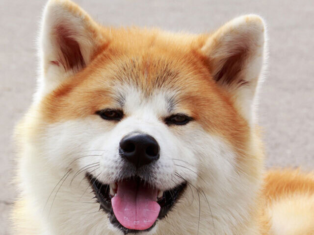 Akita-Inu