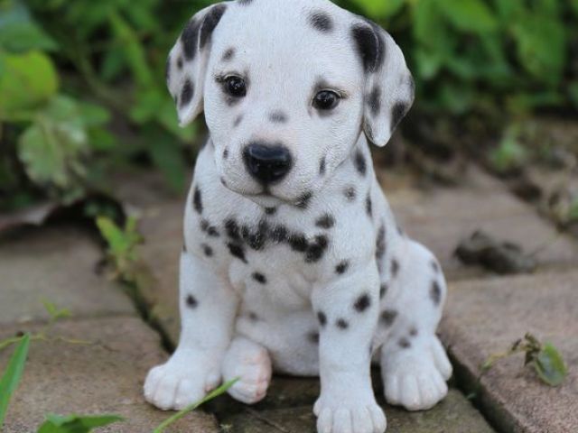 Cachorrinho brincalhão