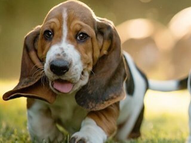 Basset Hound