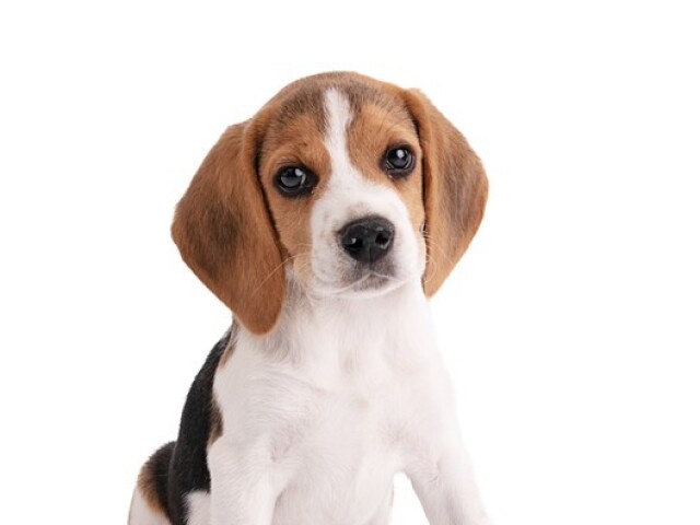 Beagle