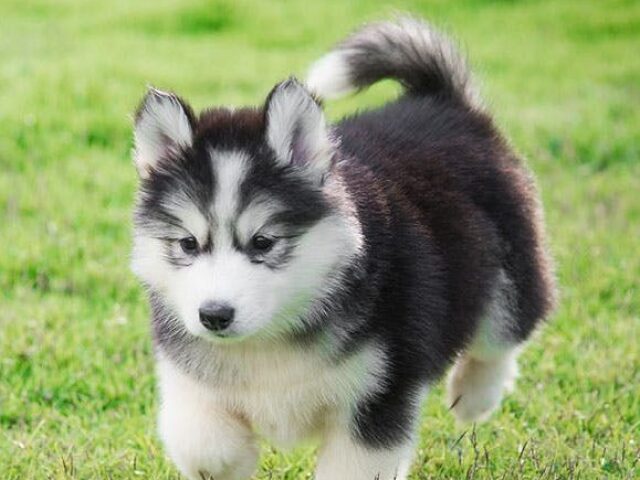 Husky Siberiano