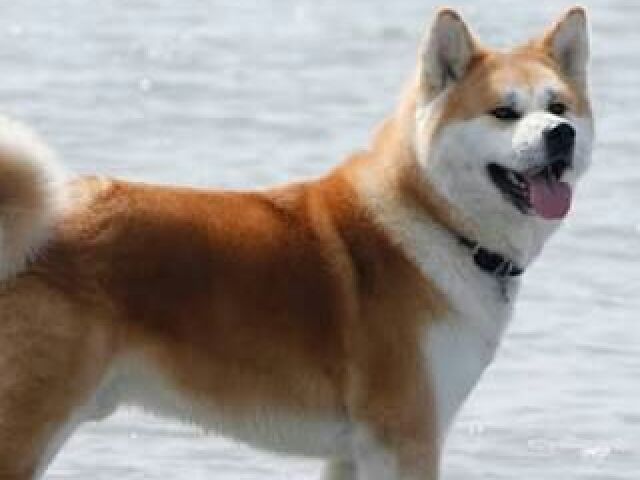 Akita-Inu