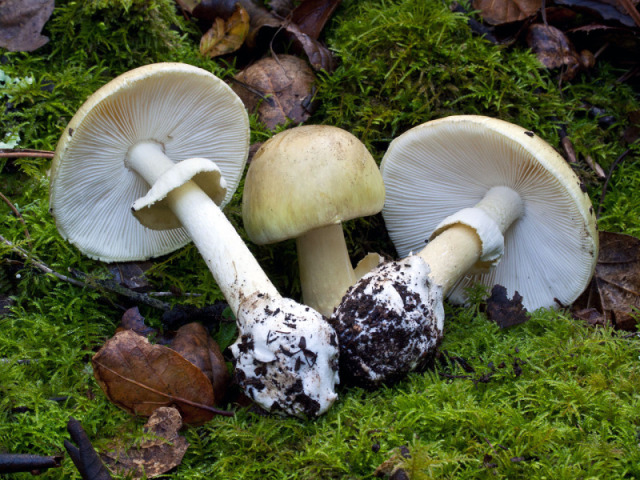 Amanita phalloides