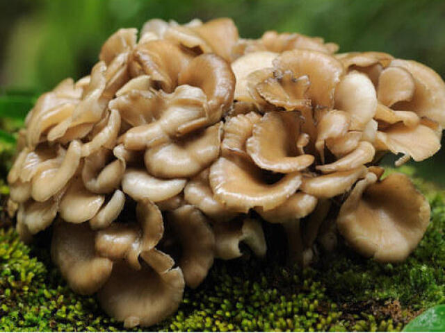 Maitake