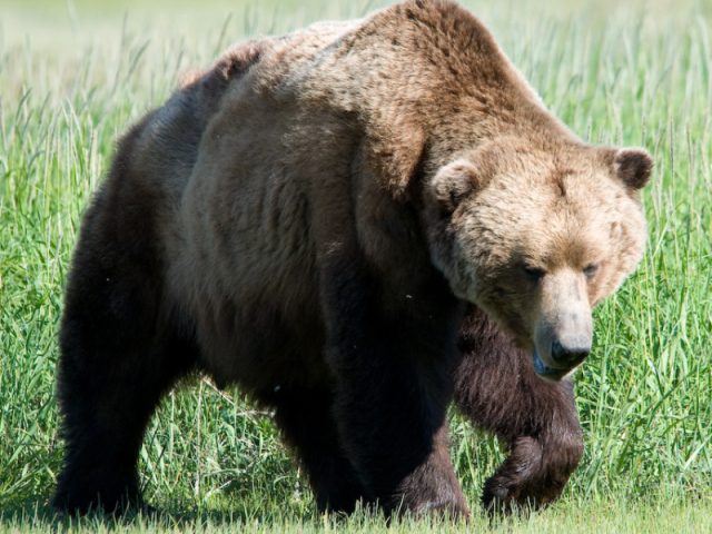 urso pardo