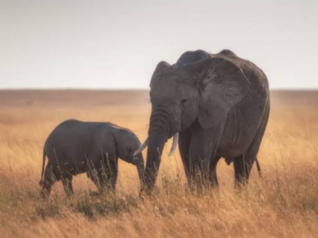 Elefante