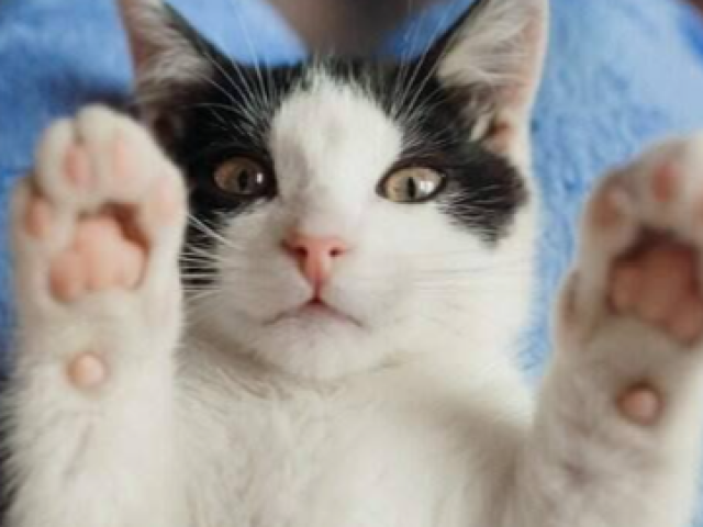 Gato