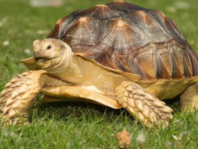 Tartaruga