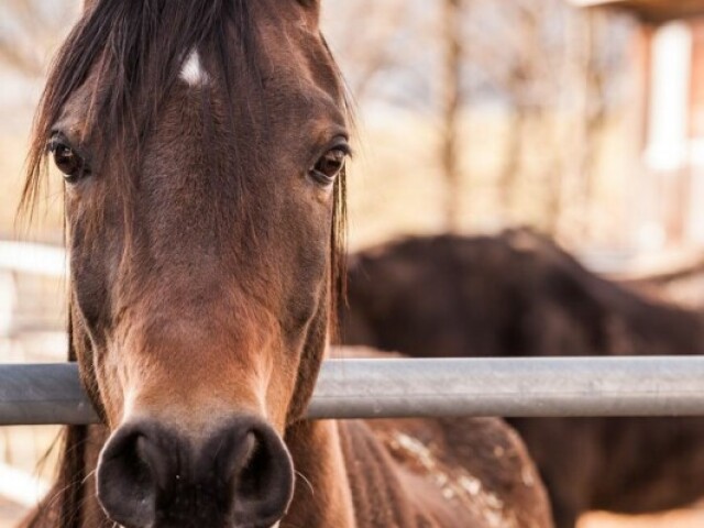 CAVALO