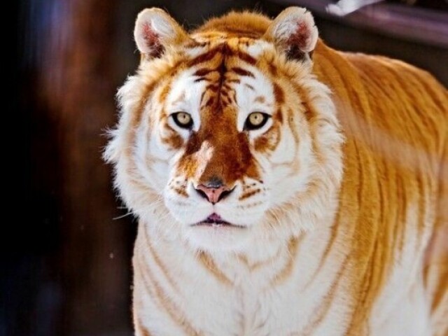 Tigre