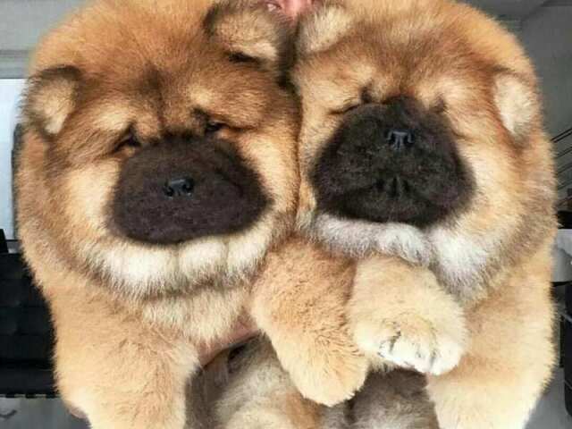 O Quanto você sabe sobre raças de cachorros?