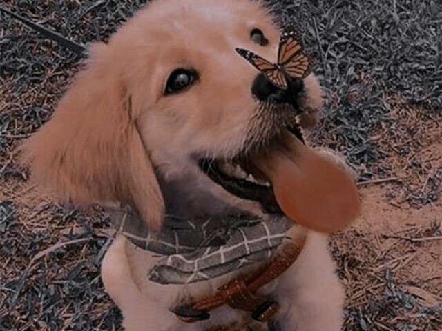 Cachorro
