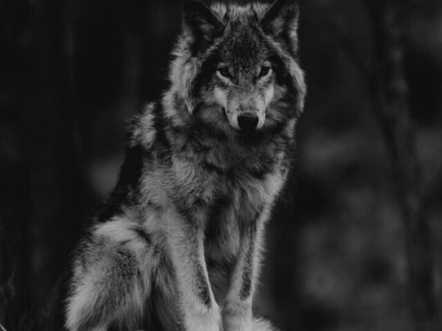 LOBO