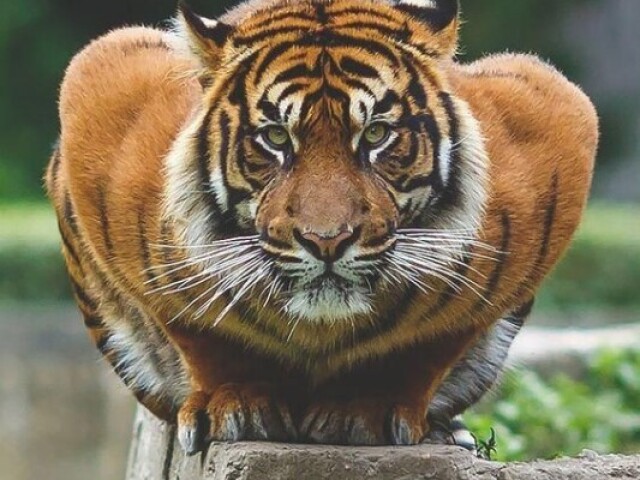 Tigre