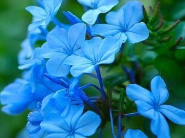 Não faço a mínima ideia qual é o nome dessa flor, mas não tô com paciência para ir pesquisar no Google.
