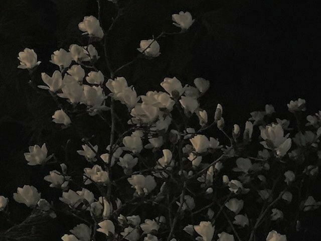 Quarto dark