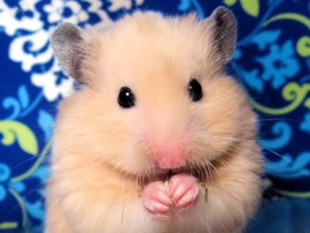 Hamster