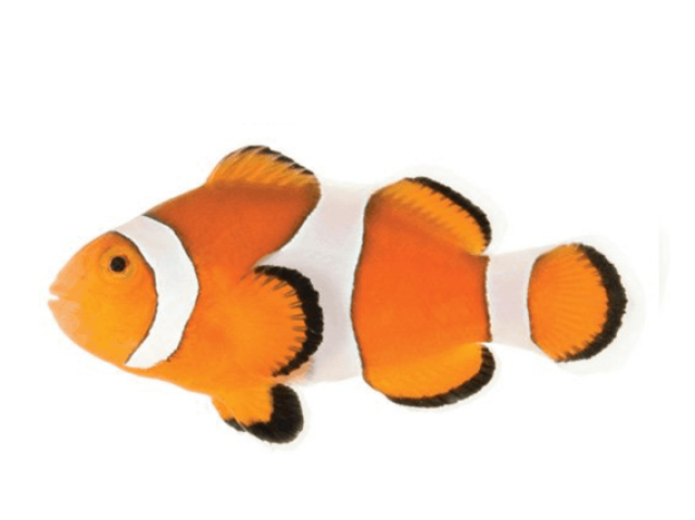 um peixe