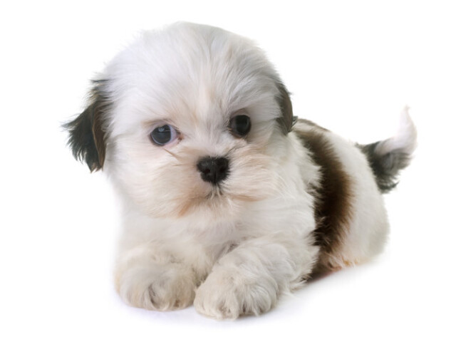 Shih-Tzu