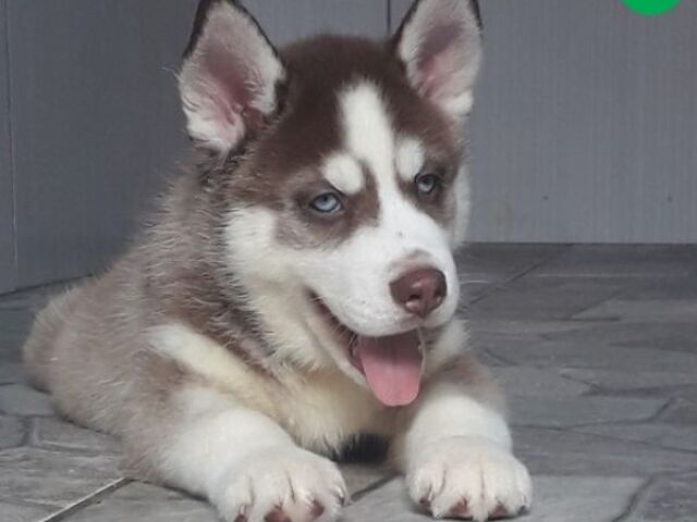 Husky Siberiano