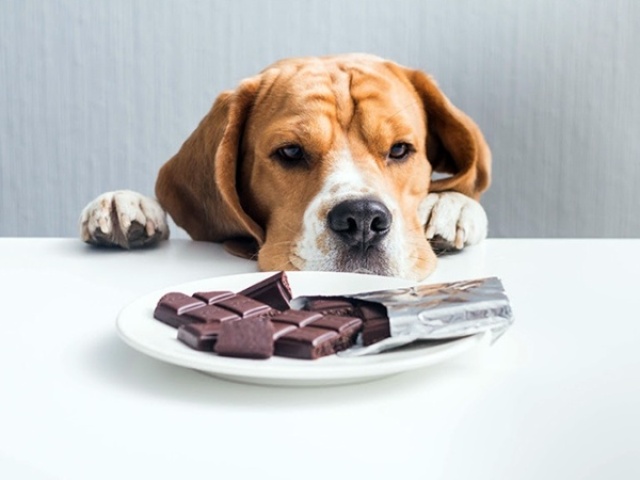 Uma intoxicação alimentar, por isso estava vomitando e não queria comer.