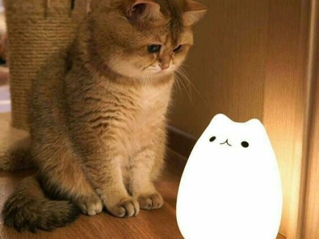 Uma luminária de gato