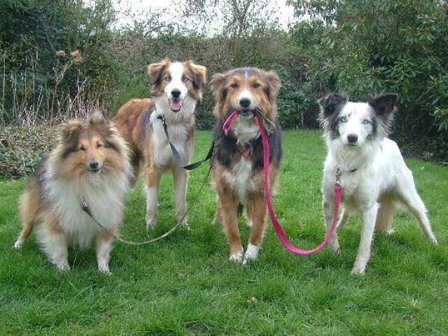 Tobias, Chitara, Rebeca e Brisa