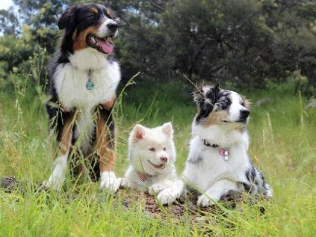 Tobias, Chitara e Brisa