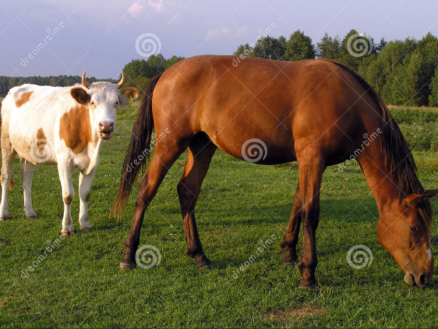 Na imagem tem um peixe e uma vaca?