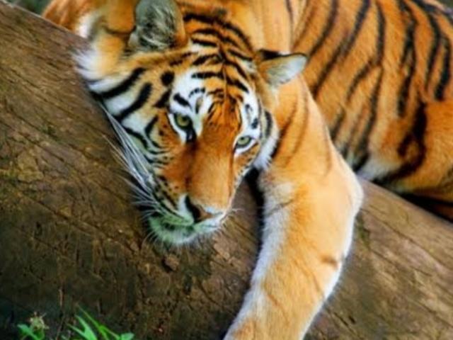 Tigre