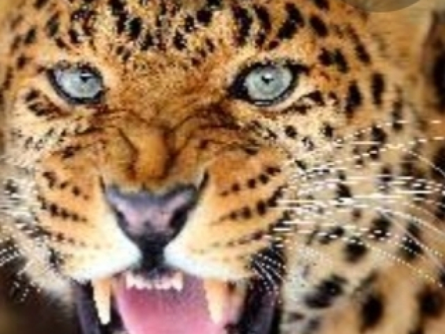 Leopardo