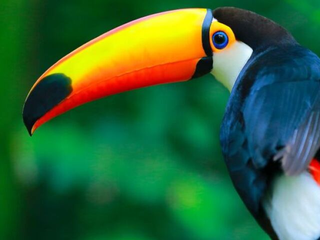 Toucan