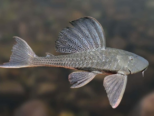 Arctic grayling