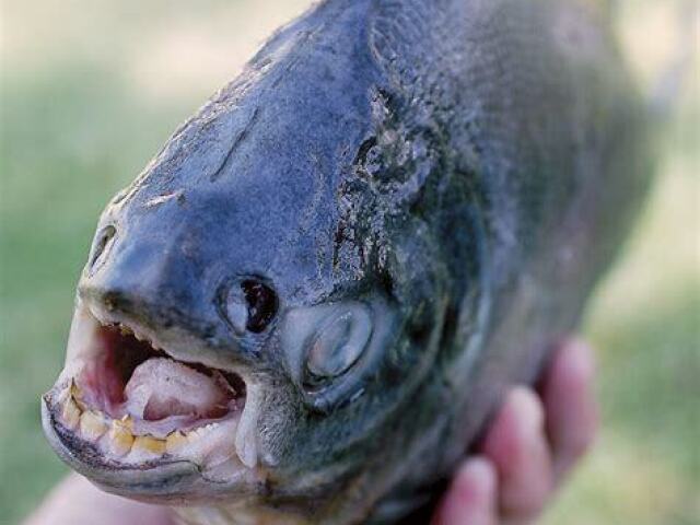 Pacu