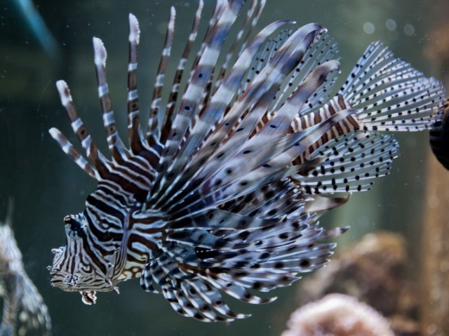 Pterois volitans