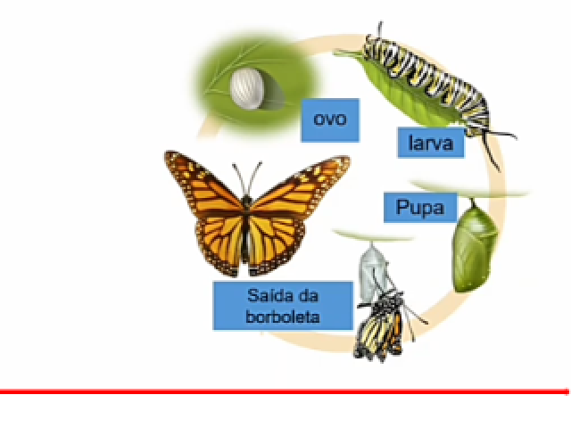 OVO, LAGARTA JOVEM, LAGARTA 
MAIS VELHA E BORBOLETA ADULTO.