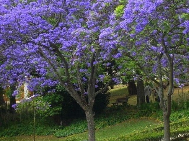 Jacaranda