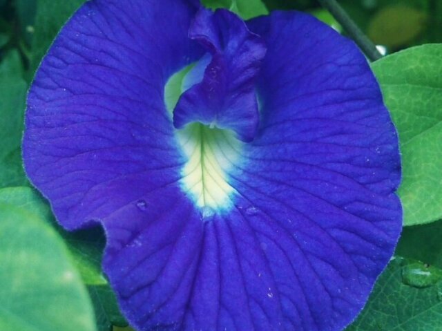 Uma Clitoria Ternatea.