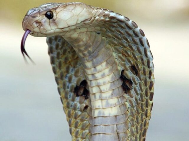 serpente