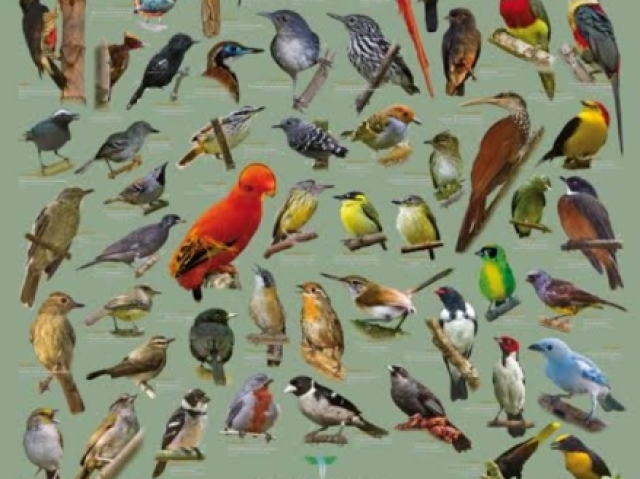 Você conhece as aves brasileiras?