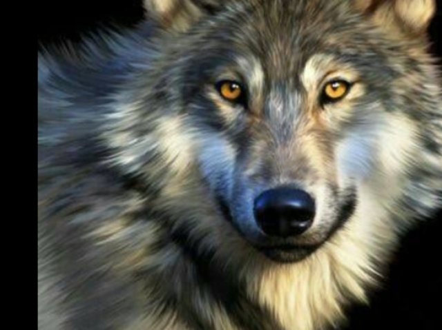 Lobo